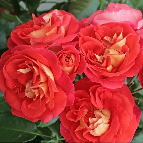 ARBORIX - Kordes Rose des fées - Rosa 'Gebrüder Grimm'® - large