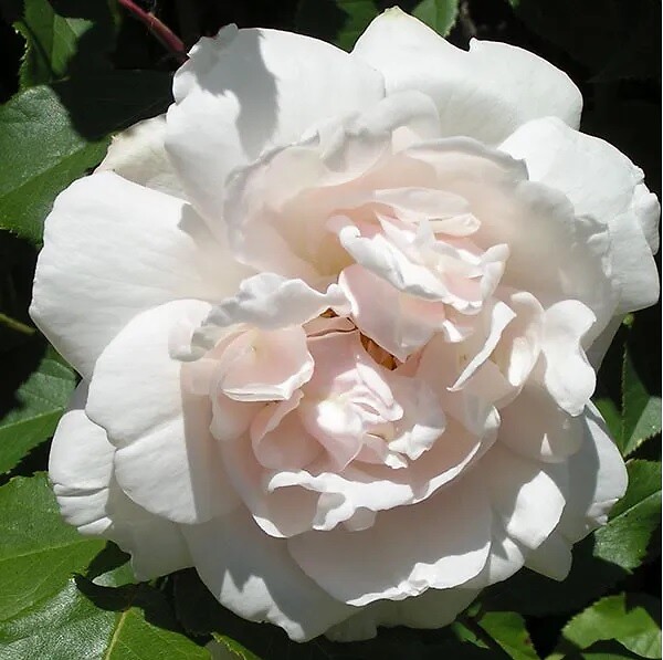 ARBORIX - Rosier grimpante - Rosa 'Madame Alfred Carriere' - large