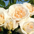 ARBORIX - Kordes Rose des fées - Rosa 'Kosmos'® - vignette