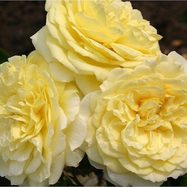 ARBORIX - Kordes Rigo-rosier - Rosa 'Solero'® - large