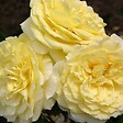 ARBORIX - Kordes Rigo-rosier - Rosa 'Solero'® - vignette