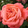 ARBORIX - Kordes Rose des fées - Rosa 'Queen Of Hearts'® - vignette