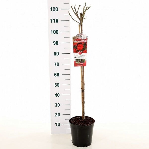 ARBORIX - Rosa 'Wettra' Tige - Rosa 'Wettra' - large
