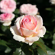 ARBORIX - Kordes Eleganza® rosier - Rosa 'Souvenir De Baden-Baden'® - vignette