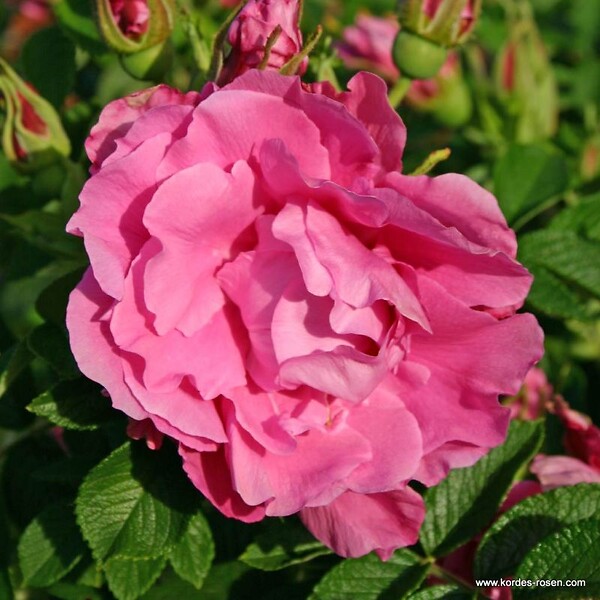ARBORIX - Kordes-Rugosa - Rosa 'Romantic Roadrunner'® - large