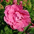 ARBORIX - Kordes-Rugosa - Rosa 'Romantic Roadrunner'® - vignette
