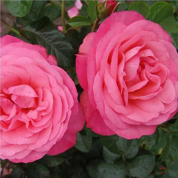 ARBORIX - Rosier grimpante Kordes - Rosa 'Rosanna'® - large