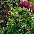 ARBORIX - Kordes-Rugosa - Rosa 'Purple Roadrunner'® - vignette