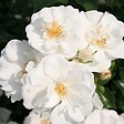 ARBORIX - Kordes Rigo-rosier - Rosa 'Innocencia'® - vignette