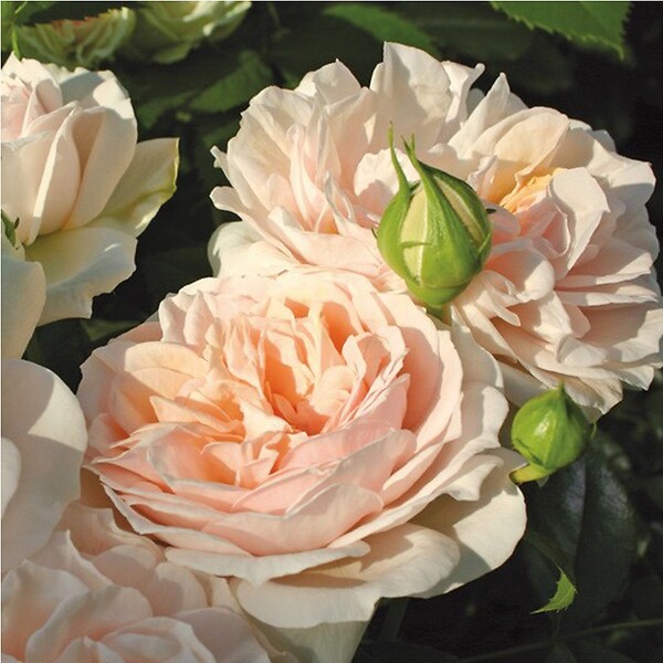 ARBORIX - Rosier Kordes - Rosa 'Garden Of Roses'® - large