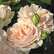ARBORIX - Rosier Kordes - Rosa 'Garden Of Roses'® - vignette