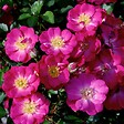 ARBORIX - Kordes Nectar Rosier - Rosa 'Lupo'® - vignette