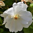 ARBORIX - Rosier grimpante - Rosa 'Guirlande D'Amour' - vignette