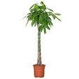 BLOOMIQUE - Pachira Aquatica - Arbre à argent - Cacao d’eau - Plante d’intérieur - H. 120-140 cm - P. 27 cm - vignette
