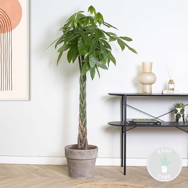 BLOOMIQUE - Pachira Aquatica - Arbre à argent - Cacao d’eau - Plante d’intérieur - H. 120-140 cm - P. 27 cm - large