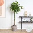 BLOOMIQUE - Pachira Aquatica - Arbre à argent - Cacao d’eau - Plante d’intérieur - H. 120-140 cm - P. 27 cm - vignette