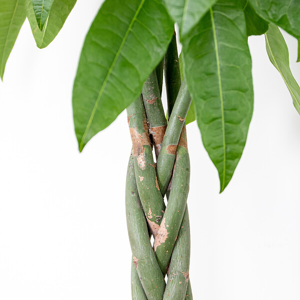 BLOOMIQUE - Pachira Aquatica - Arbre à argent - Cacao d’eau - Plante d’intérieur - H. 120-140 cm - P. 27 cm - large