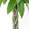BLOOMIQUE - Pachira Aquatica - Arbre à argent - Cacao d’eau - Plante d’intérieur - H. 120-140 cm - P. 27 cm - vignette