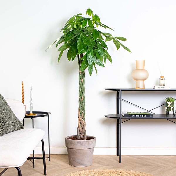 BLOOMIQUE - Pachira Aquatica - Arbre à argent - Cacao d’eau - Plante d’intérieur - H. 120-140 cm - P. 27 cm - large