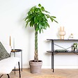 BLOOMIQUE - Pachira Aquatica - Arbre à argent - Cacao d’eau - Plante d’intérieur - H. 120-140 cm - P. 27 cm - vignette