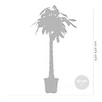 BLOOMIQUE - Pachira Aquatica - Arbre à argent - Cacao d’eau - Plante d’intérieur - H. 120-140 cm - P. 27 cm - vignette