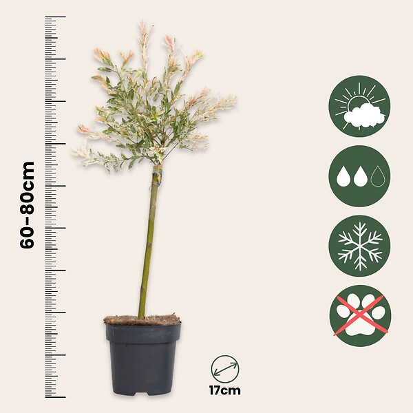 PLANT IN A BOX - Saule crevette - Salix integra 'Flamingo' - Hauteur 60-80cm - Pot 17cm - large