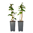 PLANT IN A BOX - Mûrier - Set de 2 - Rubus fruticosus 'Thornfree' - Hauteur 50-60cm - ⌀15cm - vignette