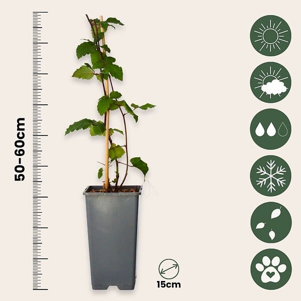 PLANT IN A BOX - Mûrier - Set de 2 - Rubus fruticosus 'Thornfree' - Hauteur 50-60cm - ⌀15cm - large