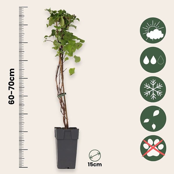 PLANT IN A BOX - Hortensia - Set de 2 - Hydrangea anomale Petiolaris - Hauteur 60-70cm - ⌀15cm - large
