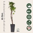 PLANT IN A BOX - Hortensia - Set de 2 - Hydrangea anomale Petiolaris - Hauteur 60-70cm - ⌀15cm - vignette