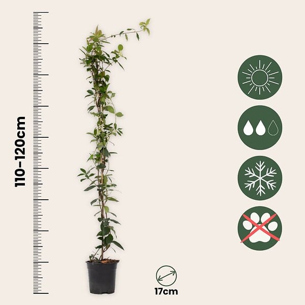 PLANT IN A BOX - Jasmin étoilé - Trachelospermum jasminoides - Hauteur 110-120cm - ⌀17cm - large