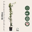 PLANT IN A BOX - Jasmin étoilé - Trachelospermum jasminoides - Hauteur 110-120cm - ⌀17cm - vignette