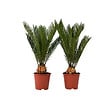 PLANT IN A BOX - Sagou du Japon - Set de 2 - Cycas revoluta - Hauteur 45-60cm - ⌀15cm - vignette