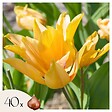 PLANT IN A BOX - Tulipe - Set de 40 - Tulipa 'Prastants Shogun' - Bulbes à fleurs - Orange - vignette