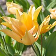 PLANT IN A BOX - Tulipe - Set de 40 - Tulipa 'Prastants Shogun' - Bulbes à fleurs - Orange - vignette