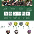 BLOOMIQUE - Mélange de 100 Fleurs - 6 Mois - Mélange de Couleurs - Mélange de 7 Variétés - Bulbes à Fleurs - vignette