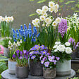 BLOOMIQUE - Mélange de 100 Fleurs - 6 Mois - Mélange de Couleurs - Mélange de 7 Variétés - Bulbes à Fleurs - vignette