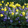 BLOOMIQUE - Mélange de 100 Fleurs - 6 Mois - Mélange de Couleurs - Mélange de 7 Variétés - Bulbes à Fleurs - vignette