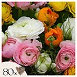 PLANT IN A BOX - Renoncule - Set de 80 - Ranunculus - Bulbes à fleurs - vignette