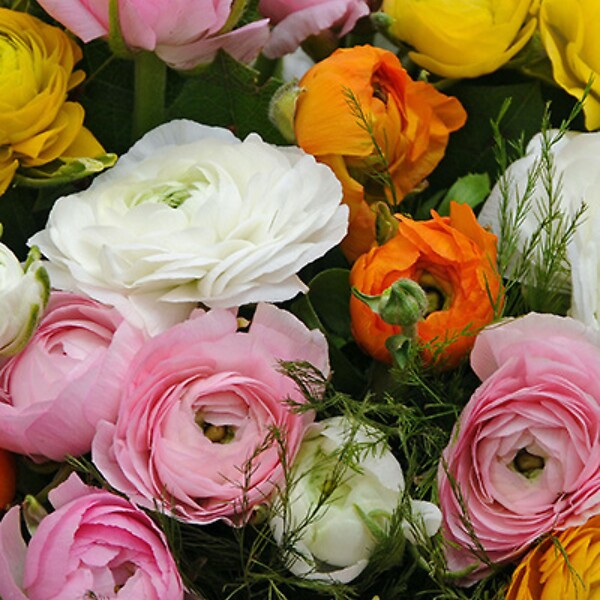 PLANT IN A BOX - Renoncule - Set de 80 - Ranunculus - Bulbes à fleurs - large