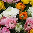 PLANT IN A BOX - Renoncule - Set de 80 - Ranunculus - Bulbes à fleurs - vignette