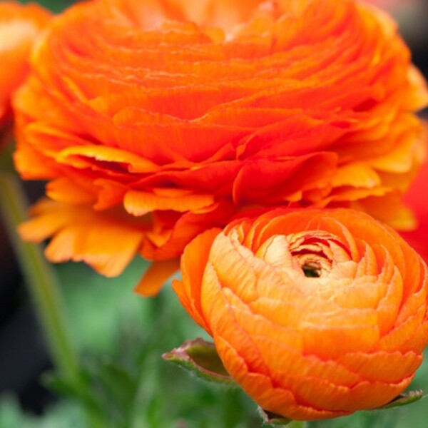 PLANT IN A BOX - Renoncule - Set de 80 - Ranunculus - Bulbes à fleurs - large