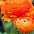 PLANT IN A BOX - Renoncule - Set de 80 - Ranunculus - Bulbes à fleurs - vignette