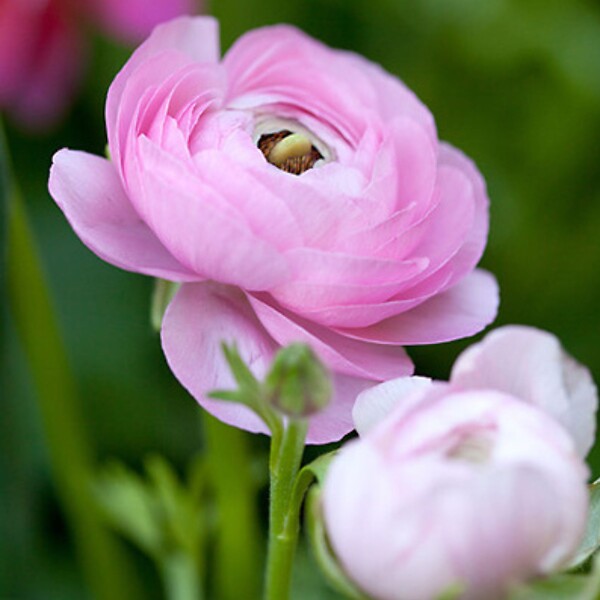 PLANT IN A BOX - Renoncule - Set de 80 - Ranunculus - Bulbes à fleurs - large