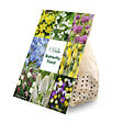 BLOOMIQUE - Mélange de 50 - Fleurs de 6 mois - Respectueux des papillons - Mélange de 8 variétés - vignette