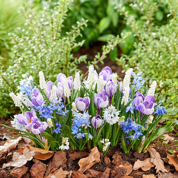 BLOOMIQUE - Mélange de 50 - Fleurs de 6 mois - Respectueux des papillons - Mélange de 8 variétés - large