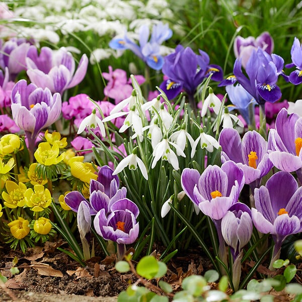 BLOOMIQUE - Mélange de 50 - Fleurs de 6 mois - Respectueux des papillons - Mélange de 8 variétés - large