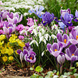 BLOOMIQUE - Mélange de 50 - Fleurs de 6 mois - Respectueux des papillons - Mélange de 8 variétés - vignette