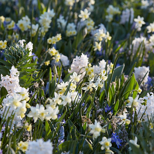 BLOOMIQUE - Mélange de 50 - Fleurs de 6 mois - Respectueux des papillons - Mélange de 8 variétés - large