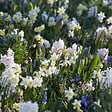 BLOOMIQUE - Mélange de 50 - Fleurs de 6 mois - Respectueux des papillons - Mélange de 8 variétés - vignette